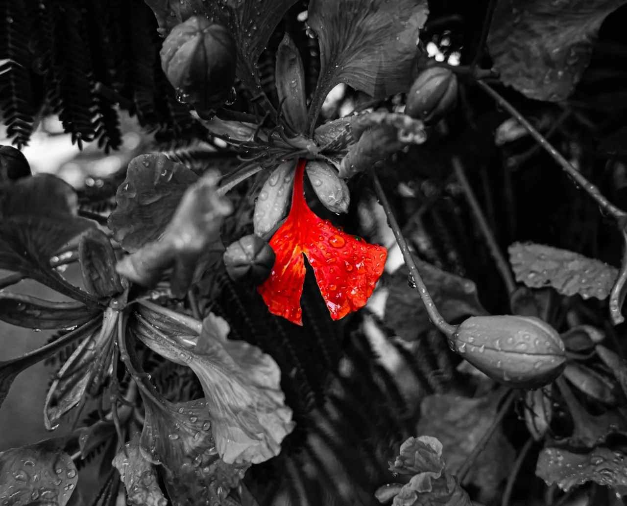 Xia's Photography
