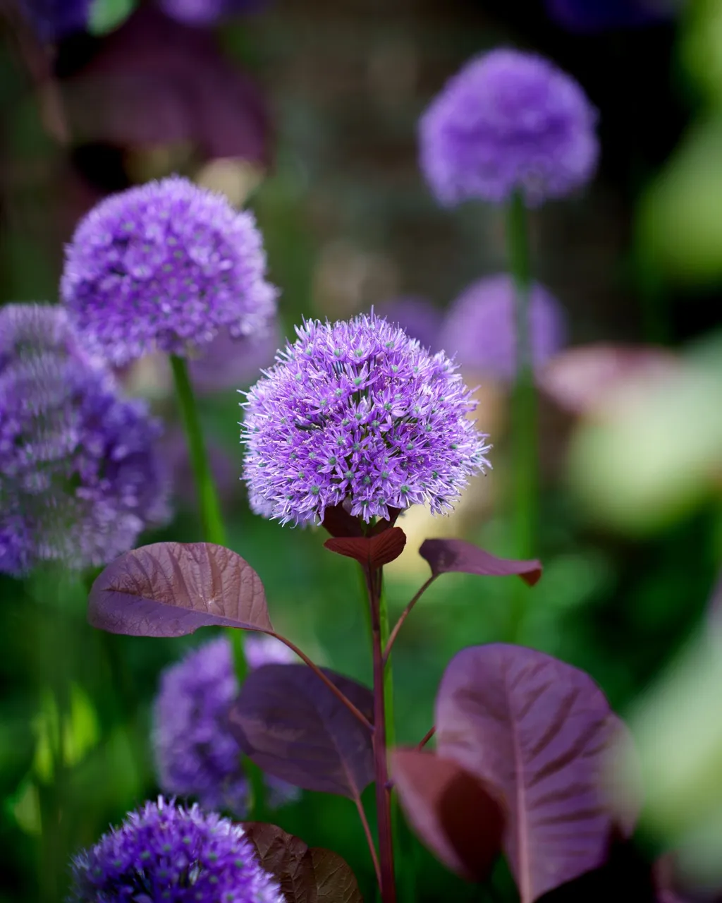 Plants contest winner