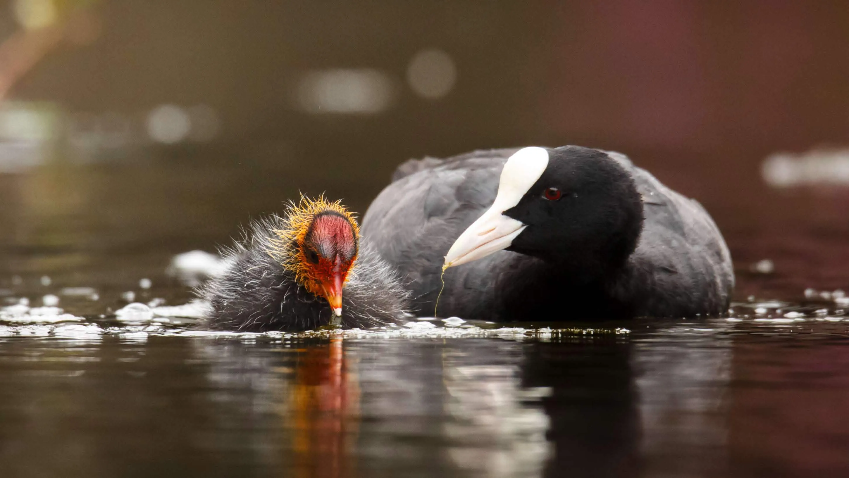 Eurasian Coot family