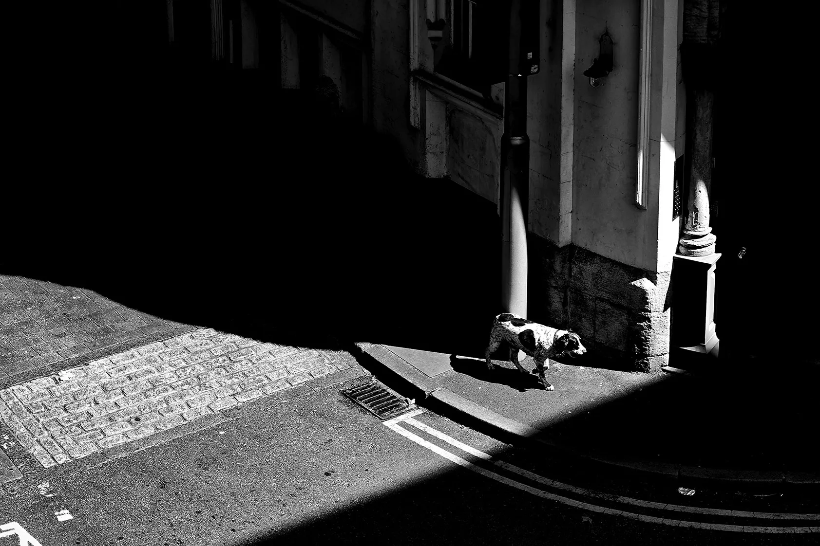 A dog in a pocket of light